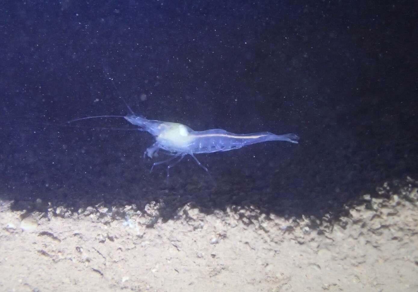 Image of Alabama cave shrimp