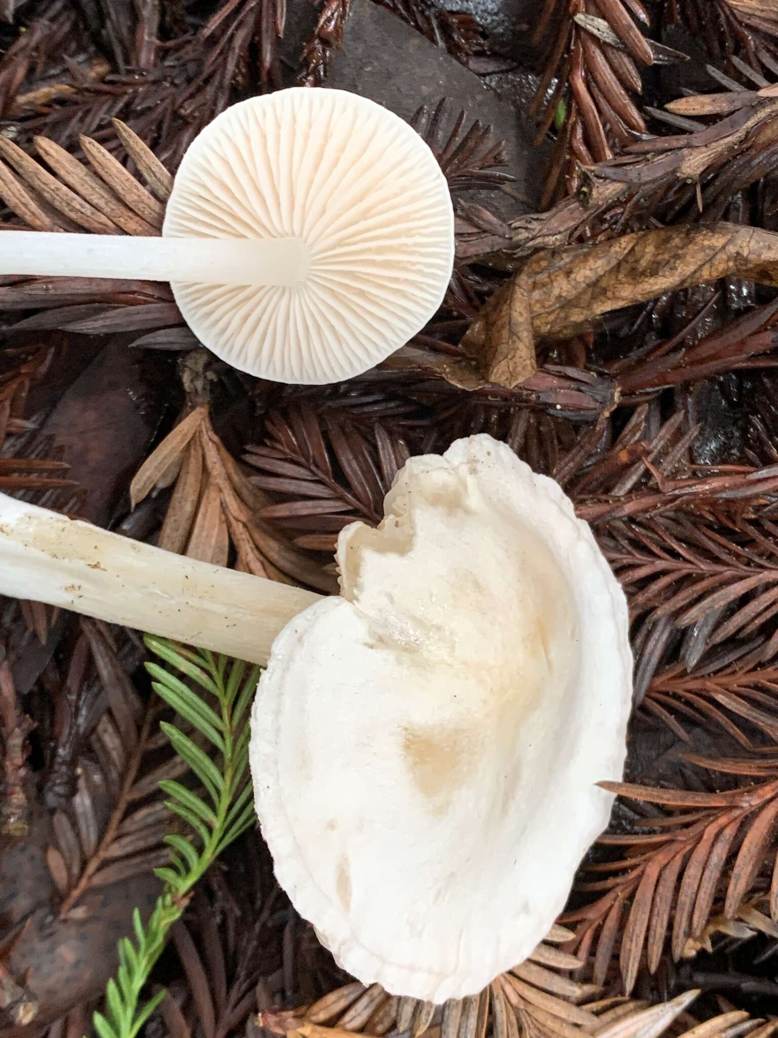 Image of Entoloma adnatifolium (Murrill) Blanco-Dios 2015