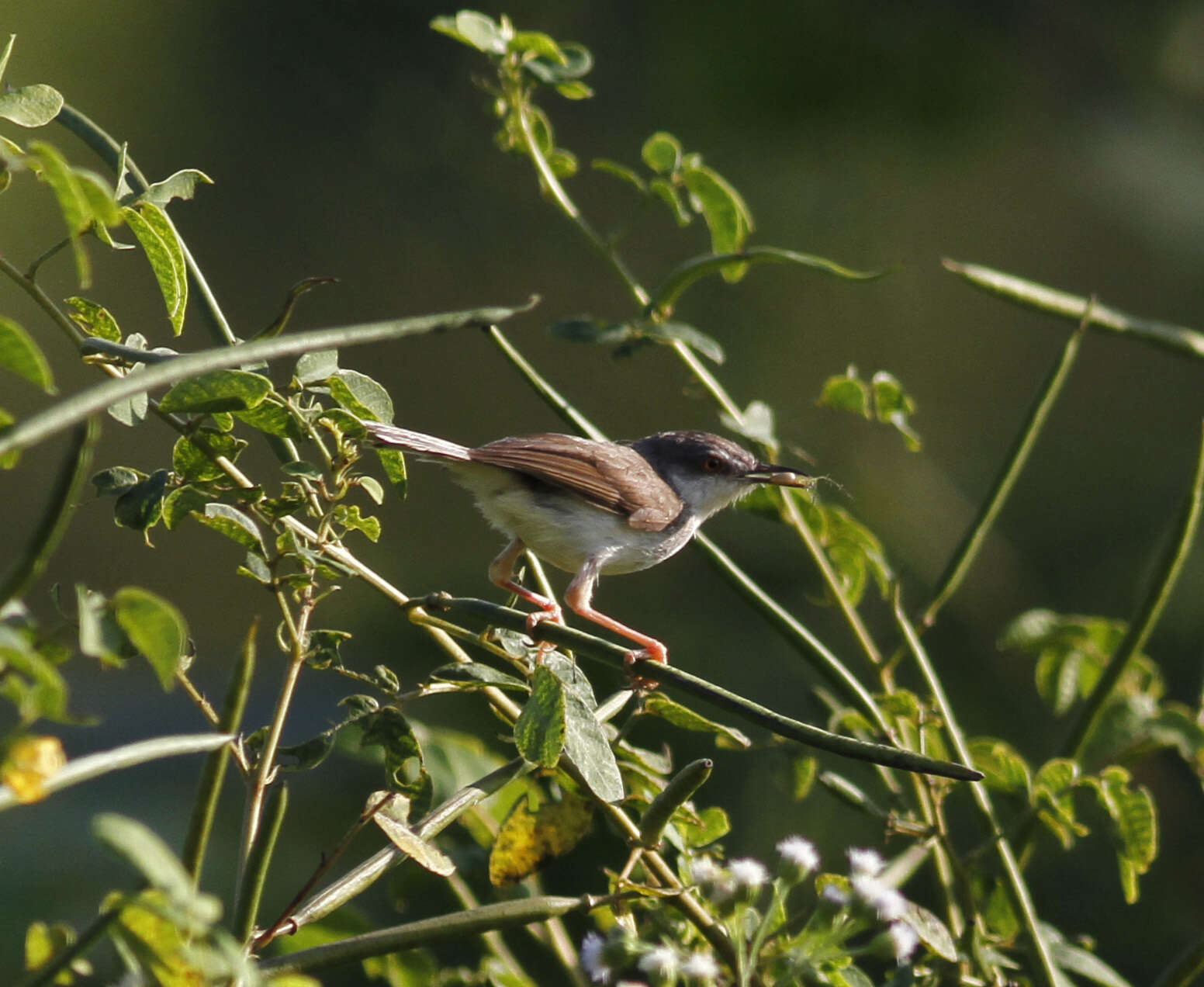 Image of Rufescent Prinia