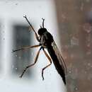 Image of Devon Red-legged Robber Fly