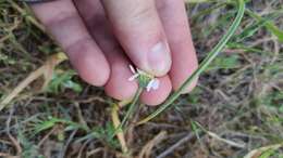 Anthemis arvensis subsp. incrassata (Loisel.) Nym. resmi