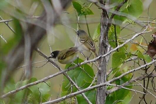 Слика од Vireo atricapilla Woodhouse 1852