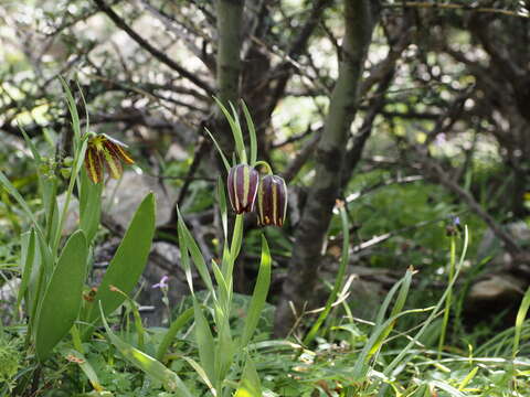 Fritillaria graeca Boiss. & Spruner resmi