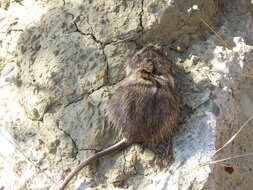 Image of California pocket mouse