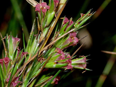 Image of Dracophyllum lessonianum A. Rich.