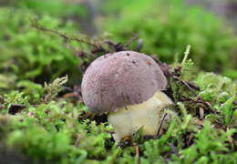 Image of Butyriboletus roseogriseus (Šutara, M. Graca, M. Kolarík, Janda & M. Kríž) Vizzini & Gelardi 2014