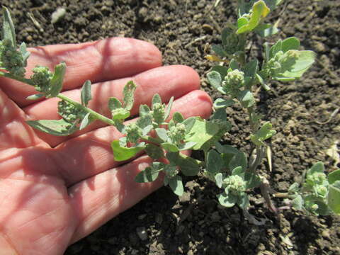 Plancia ëd Chenopodium prostratum Bunge ex Herder