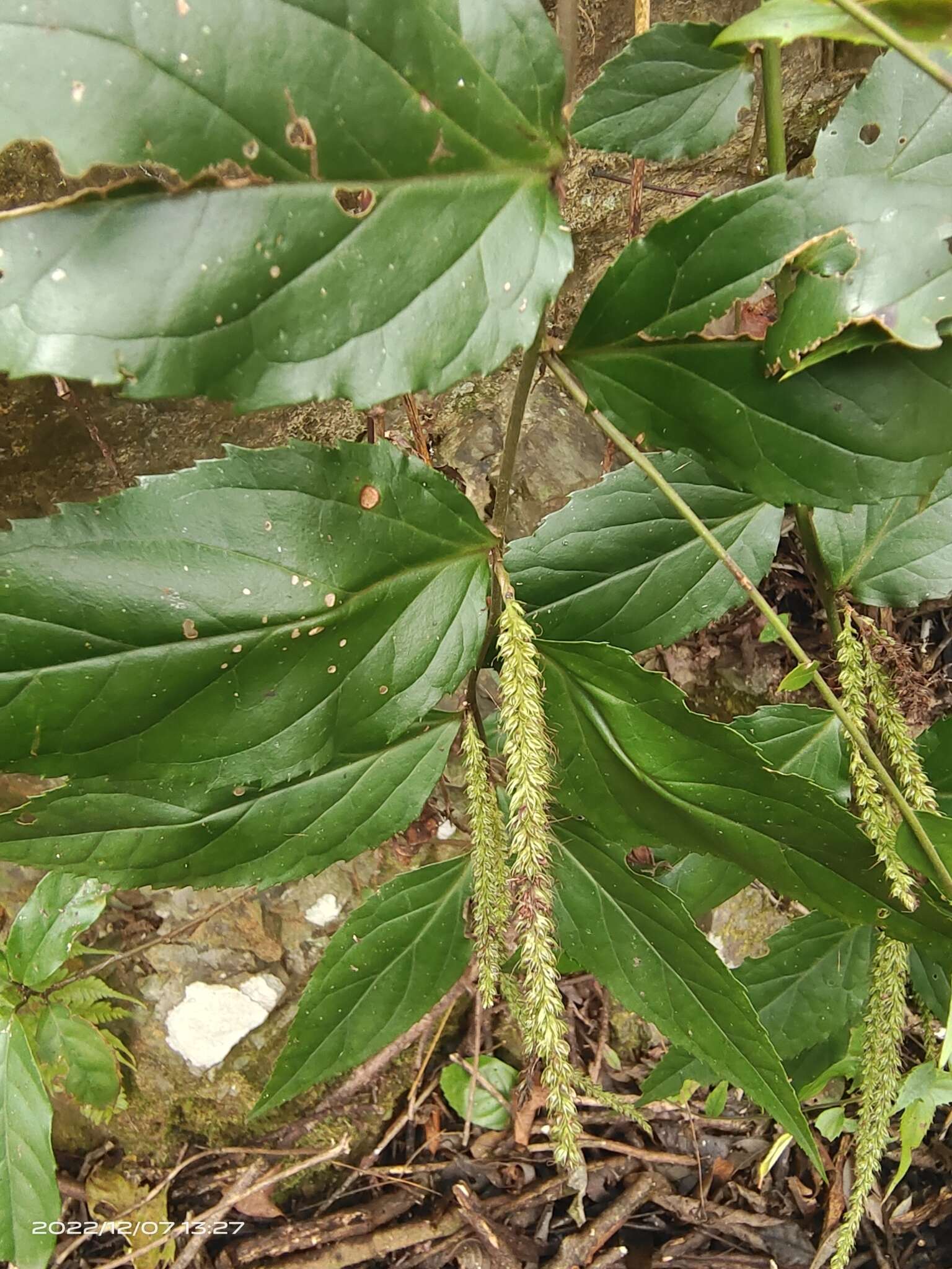 Image de Veronicastrum stenostachyum (Hemsl.) Yamazaki