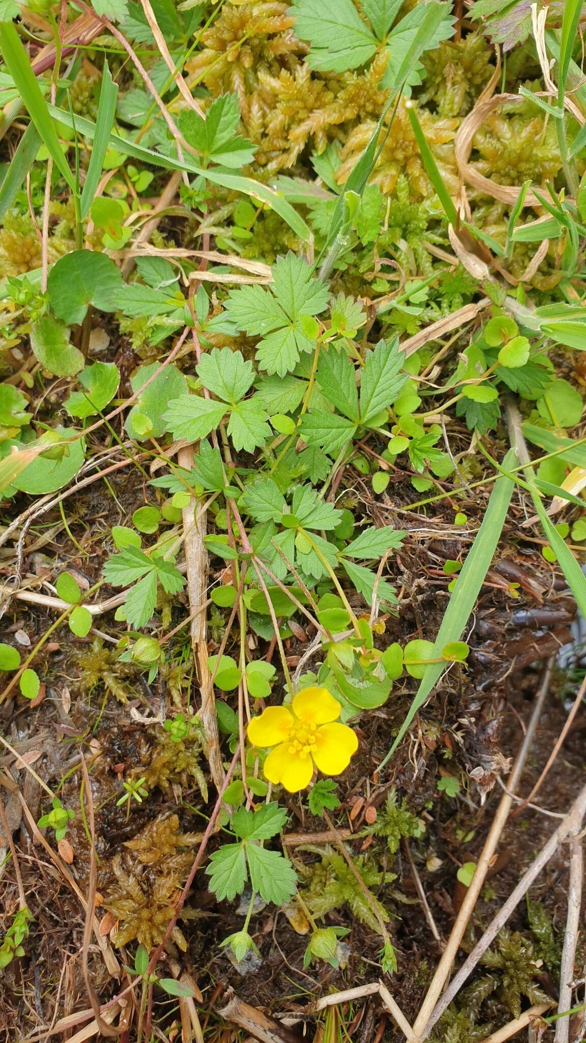 Image of English cinquefoil