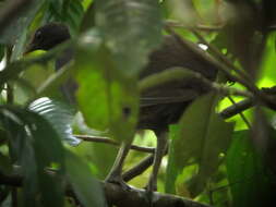 Image of Melanesian Megapode