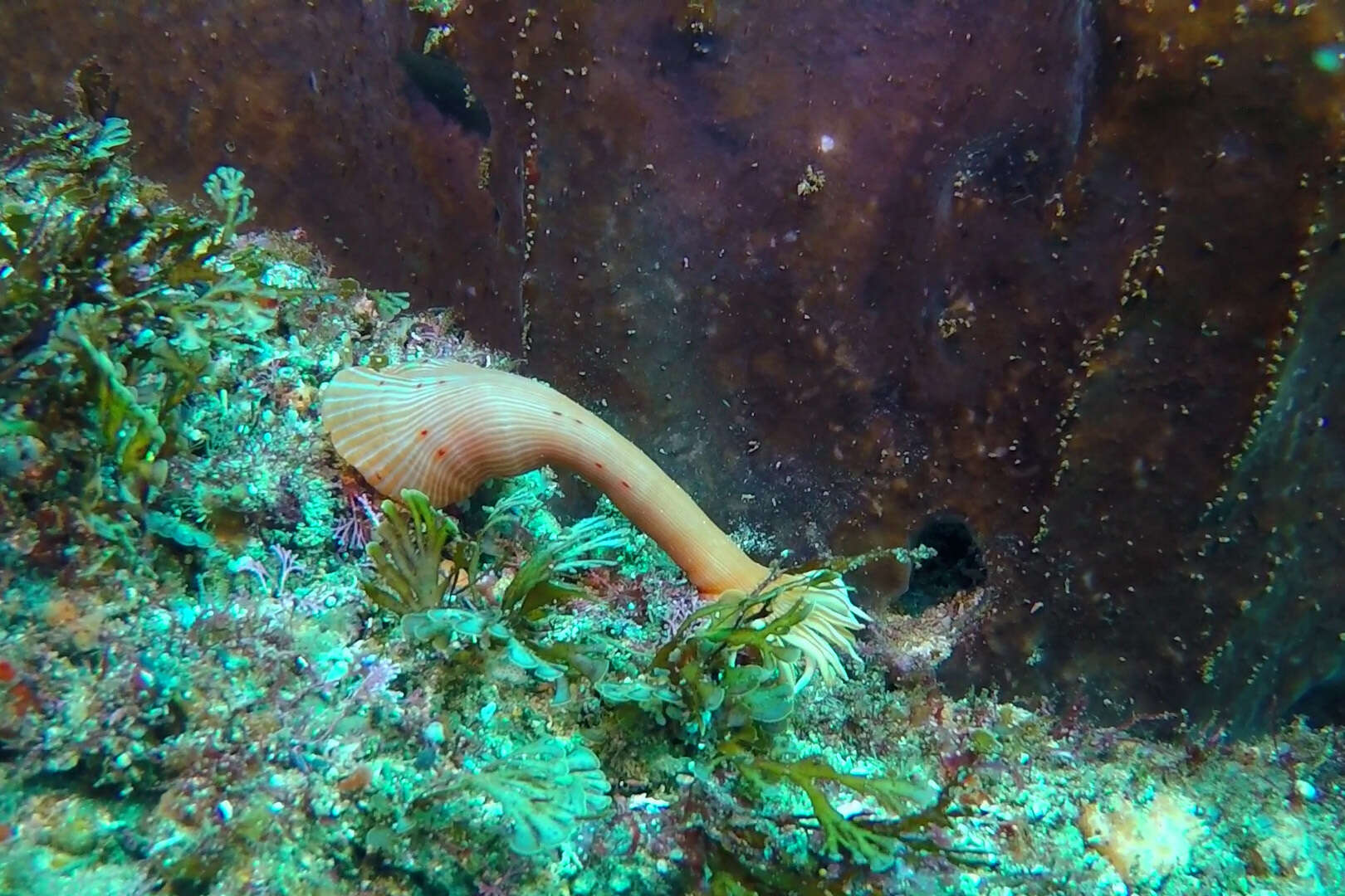 Image of Spinnaker anemone