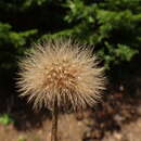 Image of bristly hawkbit