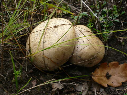 Image of Caloboletus radicans (Pers.) Vizzini 2014