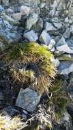 Image of Antarctic hair grass