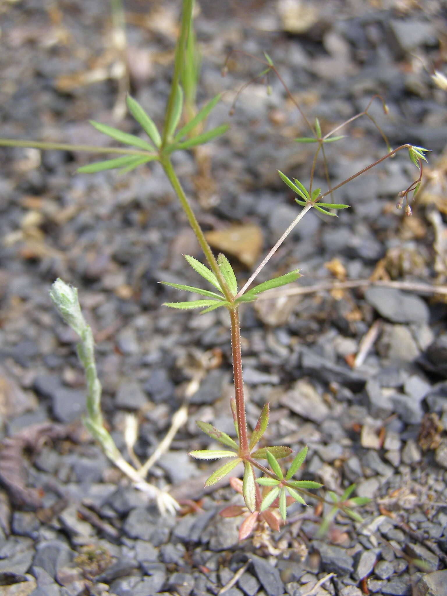 Image of Galium tenuissimum M. Bieb.