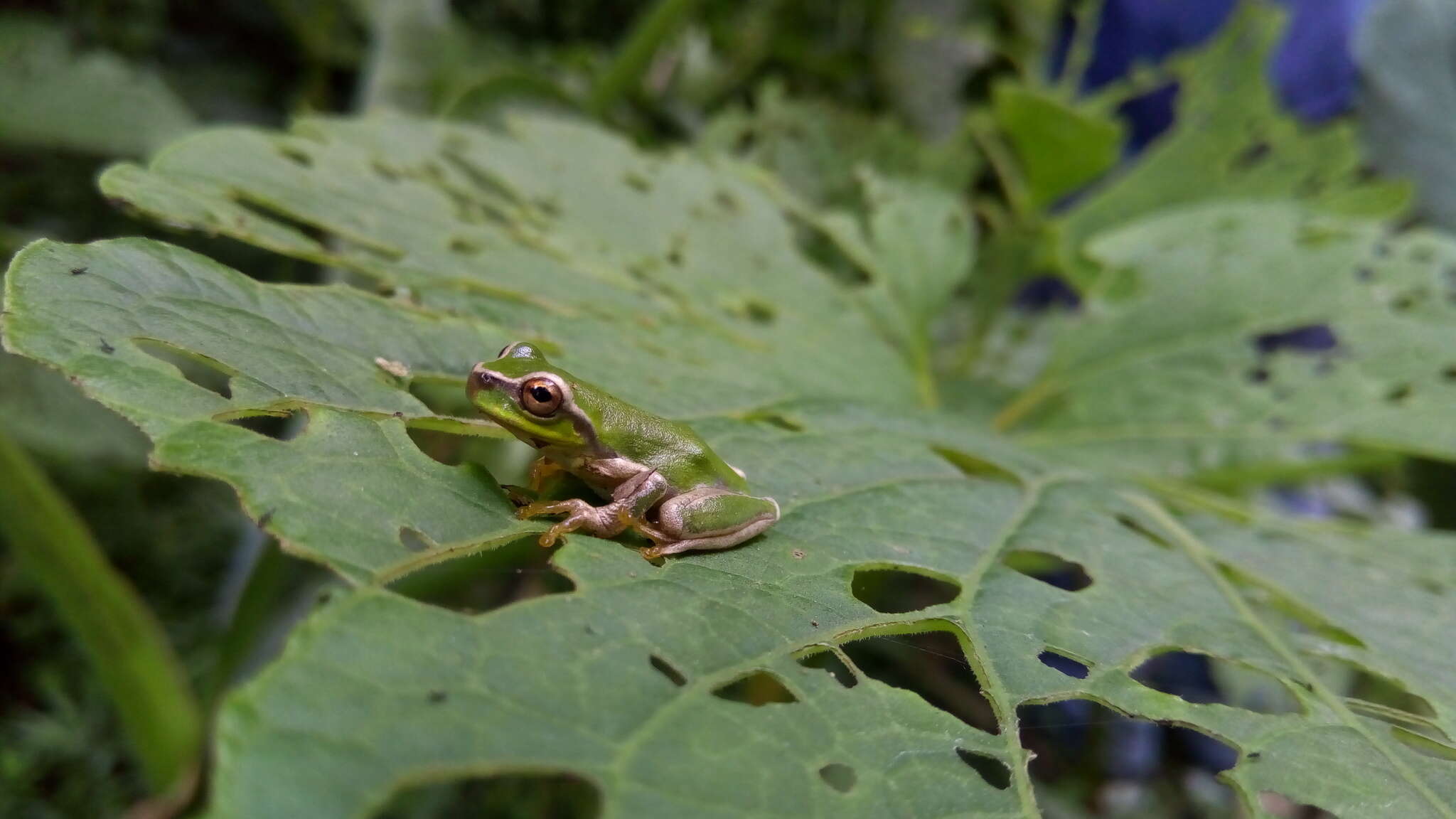 Image of Lesser Bromeliad Treefrog