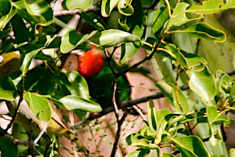 Image of Red-throated Parrot-Finch