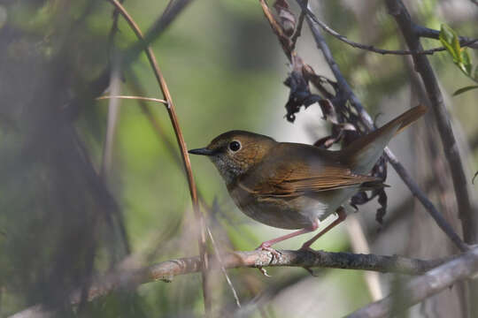 Image of Rufous-tailed Robin