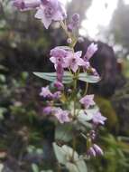 Image of Gentianella wislizenii (Engelm.) J. M. Gillett