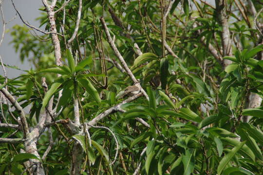 Image of Veracruz Wren