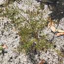 Image of pineland pinweed