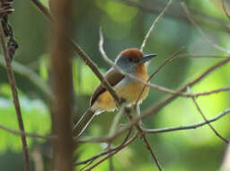 Image of Gray-cheeked Nunlet