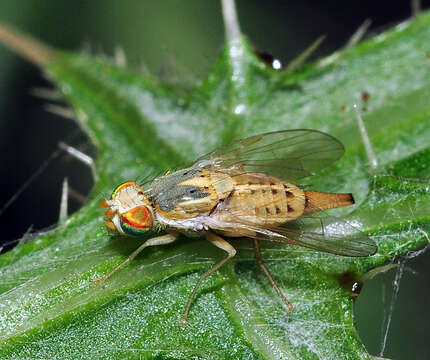 Image of Terellia longicauda (Meigen 1838)