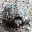 Image of South American snapping turtle