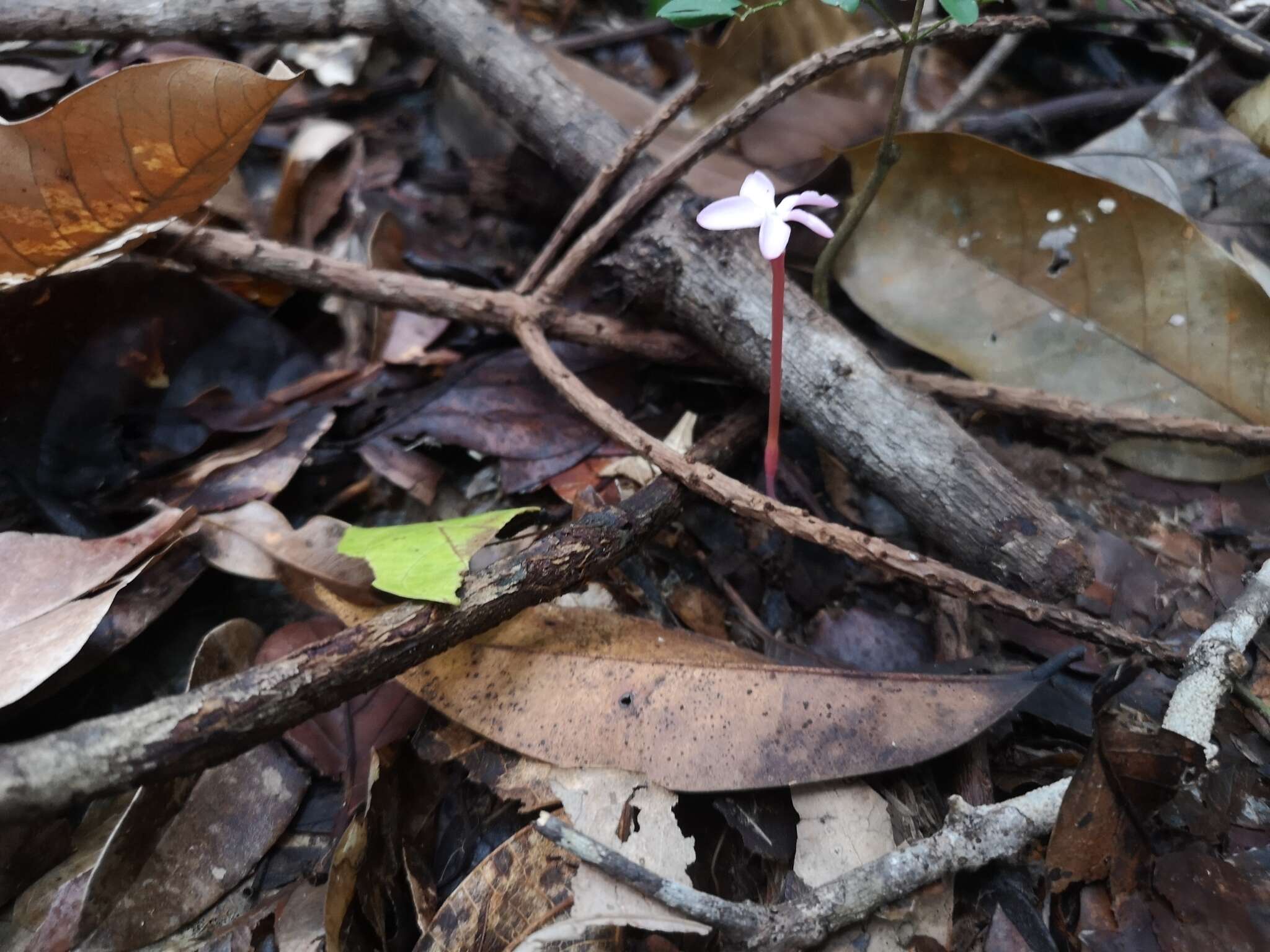 Image of Voyria rosea Aubl.