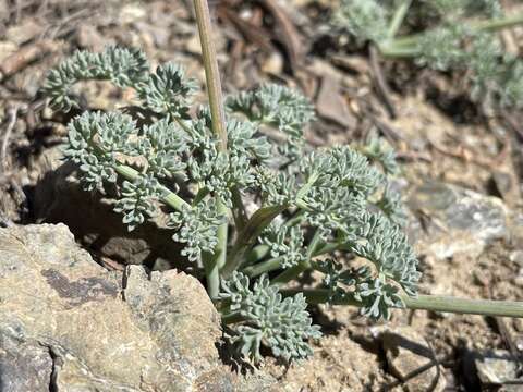 Image of Wenatchee desertparsley