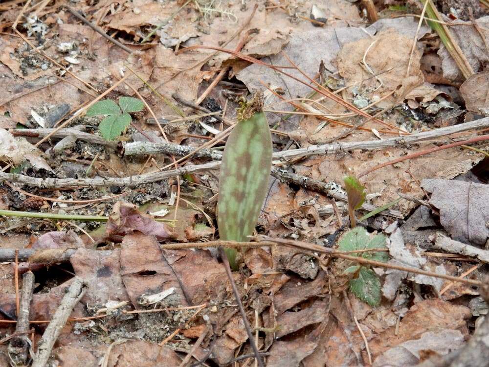 Imagem de Erythronium americanum Ker Gawl.