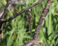 Image of American Emerald