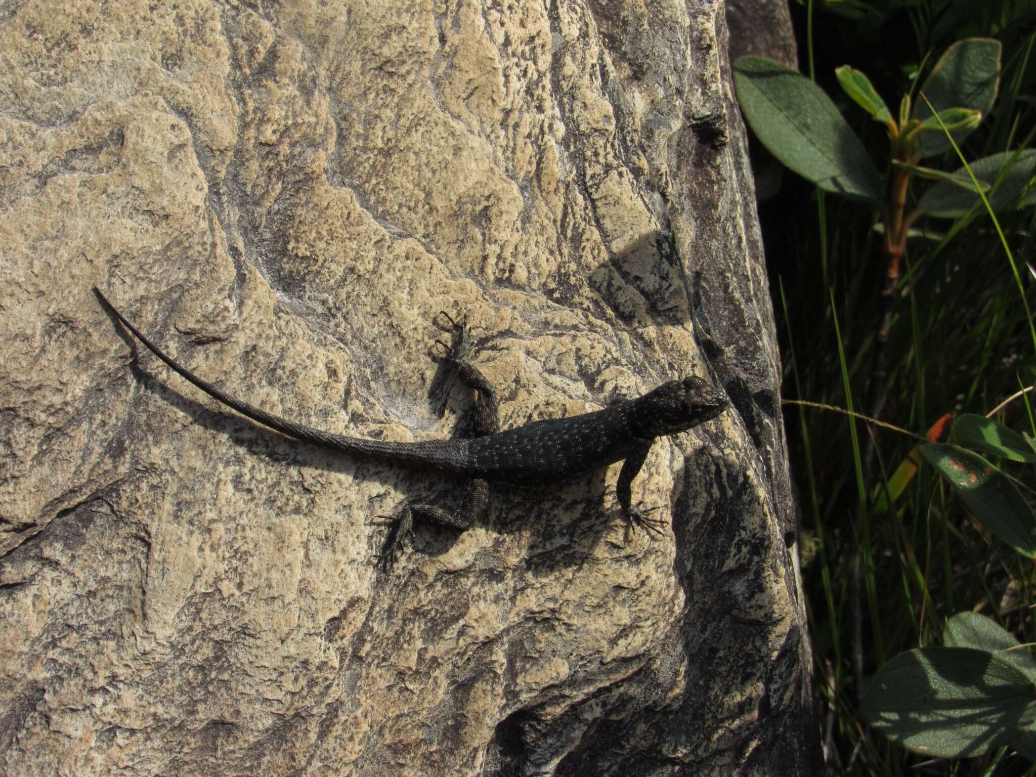 Слика од Tropidurus montanus Rodrigues 1987