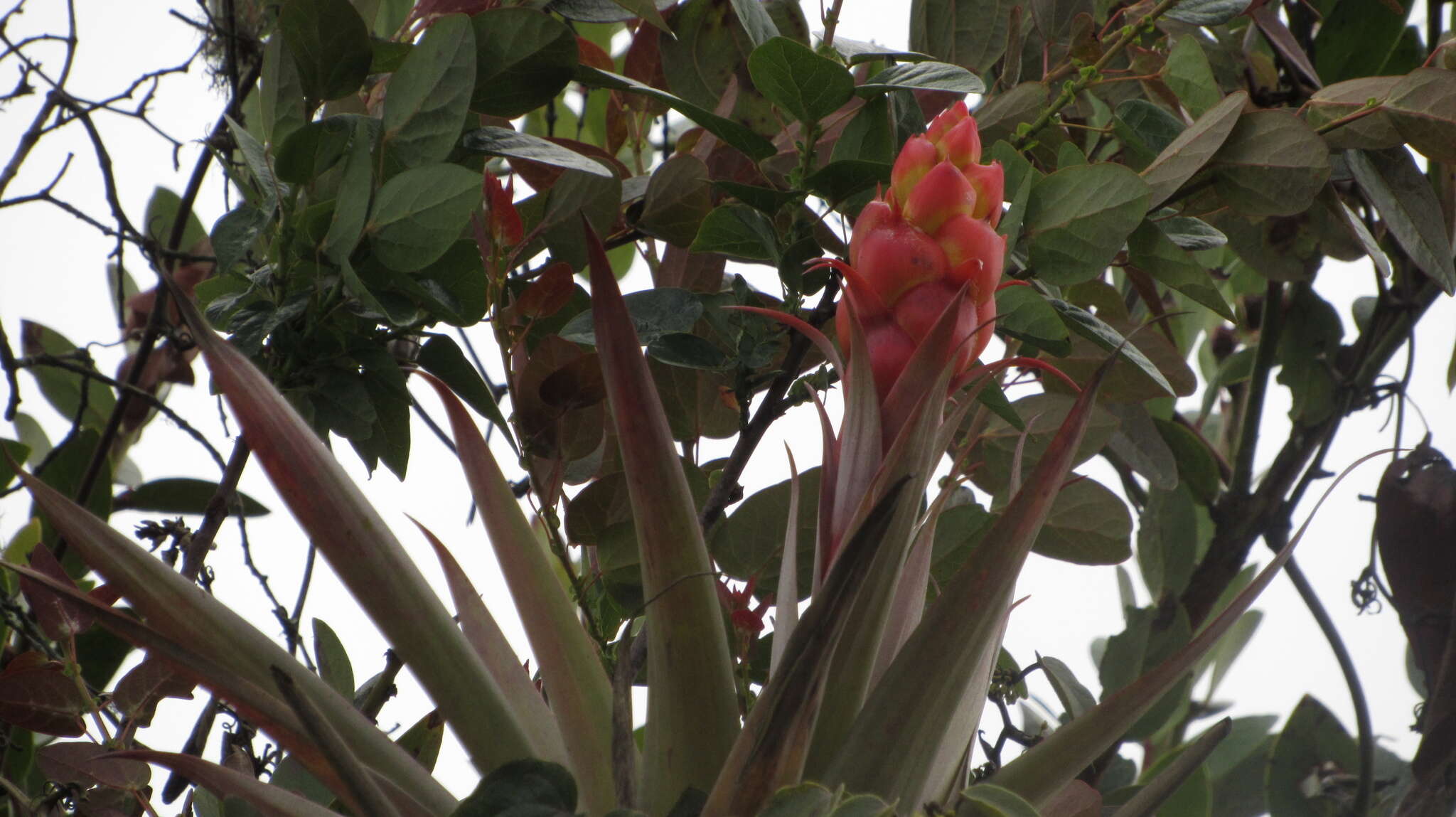 Tillandsia turneri Baker resmi