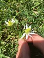 Image of Anemone decapetala Ard.