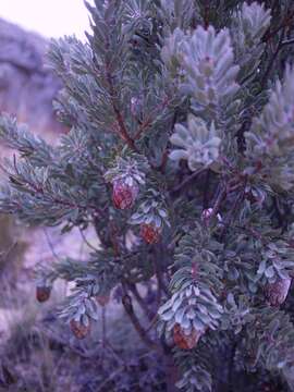 Image of Nodding sugarbush