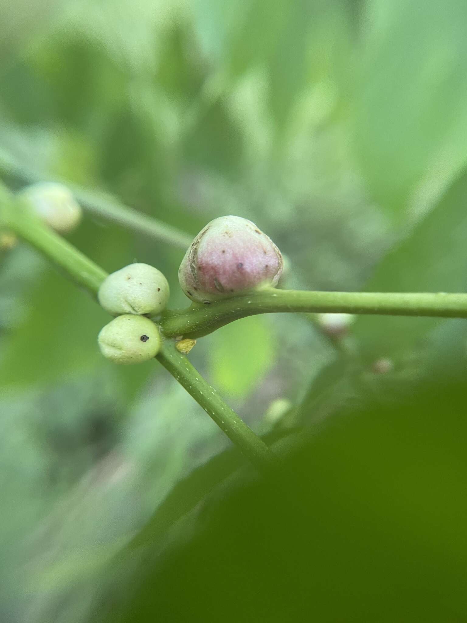 Image of Phylloxera caryaecaulis (Fitch 1855)