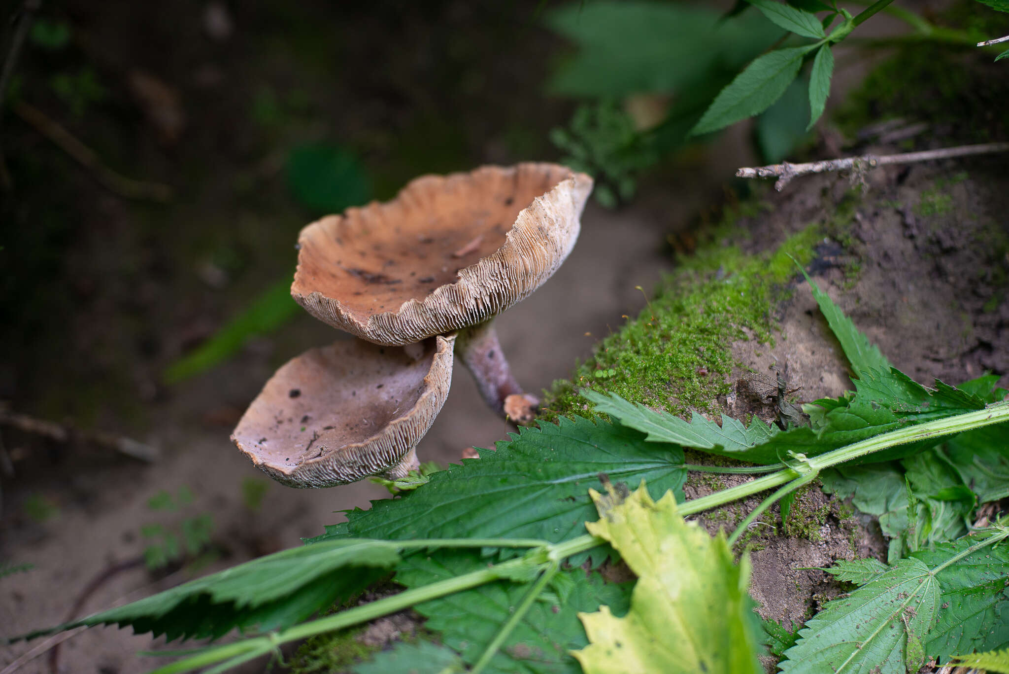 Image of Neolentinus cyathiformis (Schaeff.) Della Maggiora & Trassin. 2014