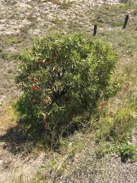 Image of Santalum acuminatum (R. Br.) A. DC.