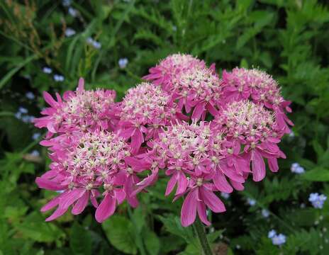 Image of Heracleum austriacum L.