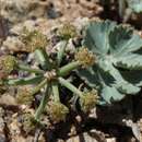 Image of basalt springparsley