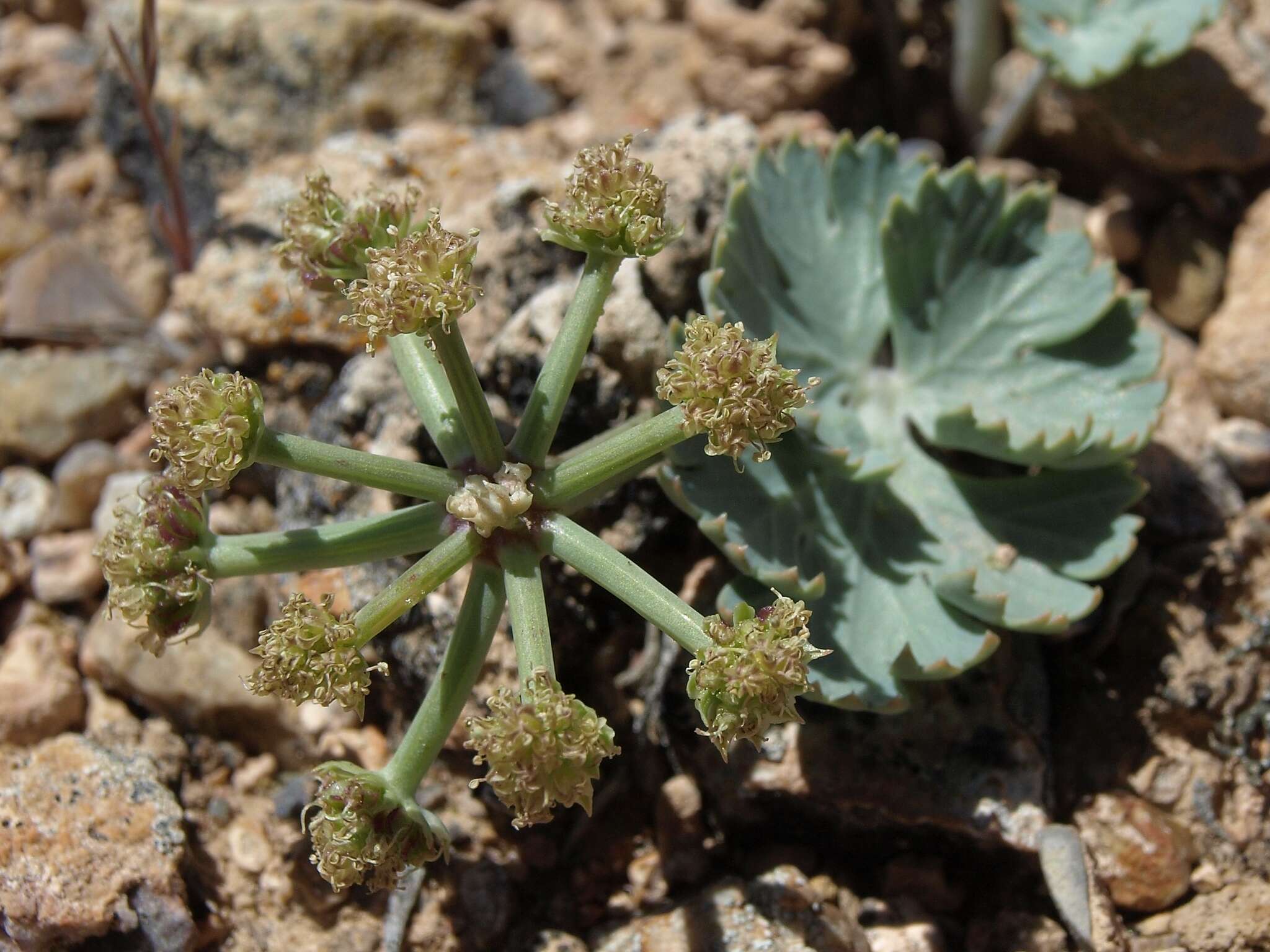 Aulospermum basalticum (M. E. Jones) Tidestr. resmi