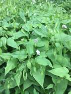 Image de Lunaria rediviva L.