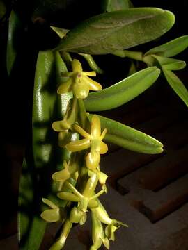 Image of Epidendrum cardiophorum Schltr.