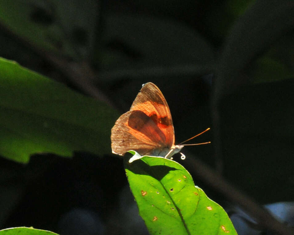 Image of Temenis pulchra Hewitson 1861