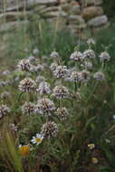 Image of horehound