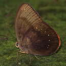 Image of Broad Striped Faun (butterfly)