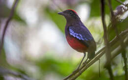 Image of Garnet Pitta