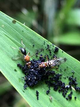Image of Poecilomyia