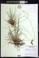 Image of scrabrous black sedge